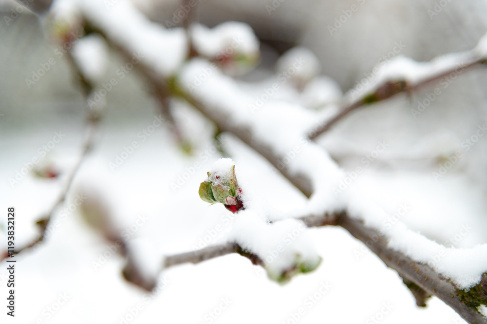Snow blankets budding branches in a peaceful winter garden during a quiet morning Snow blankets budding branches in a peaceful winter garden during a quiet morning