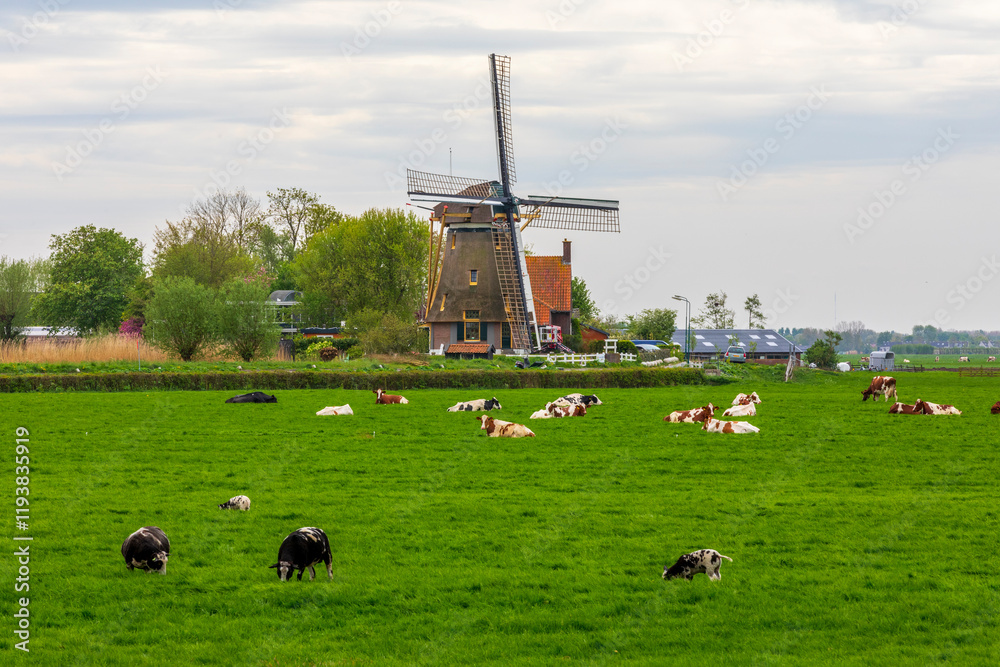 Netherlands, Holland. Utrecht, Nigtevecht, Vreelandseweg. Windmill and field with cows.
