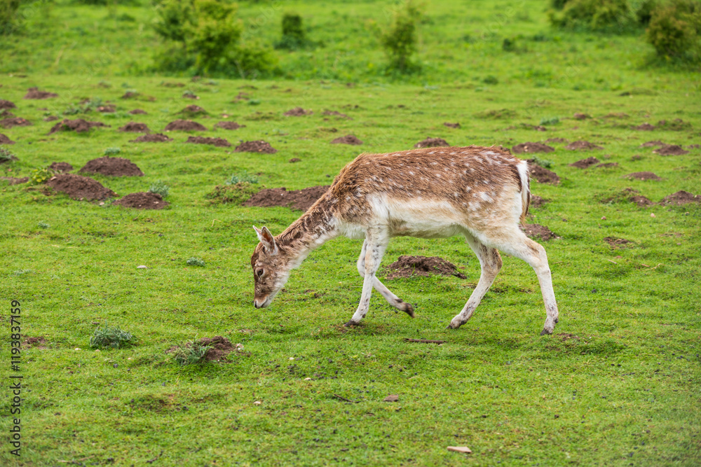 Netherlands, Holland. Gelderland. Wageningen. Fallow deer. (Dama dama). Netherlands, Holland. Gelderland. Wageningen. Fallow deer. (Dama dama).