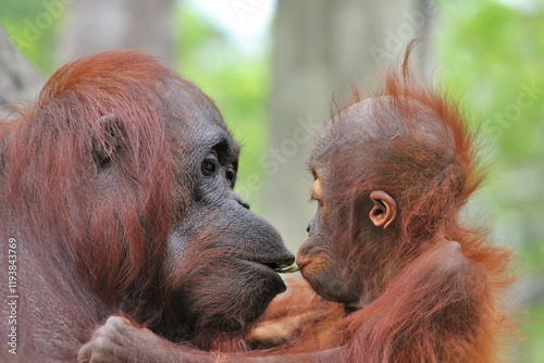 Bornean orangutan Mother And Baby kissing