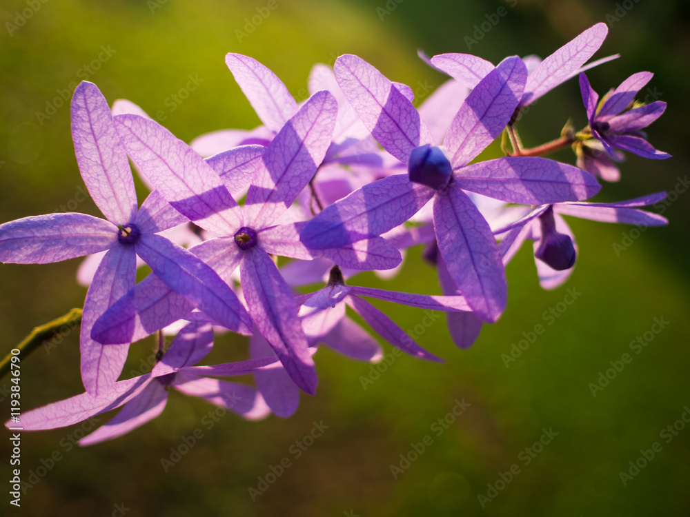 Petrea volubilis L. King has long clusters of indigo and purple flowers, very beautiful Petrea volubilis L. King has long clusters of indigo and purple flowers, very beautiful