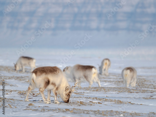 Svalbard Reindeer in Sassen-Bunsow-Land National Park, an endemic subspecies ...