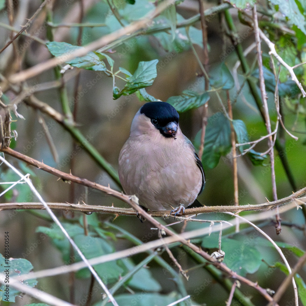 Female bullfinch. British wild bird in a hedge. Female bullfinch. British wild bird in a hedge.
