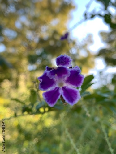 Flower 