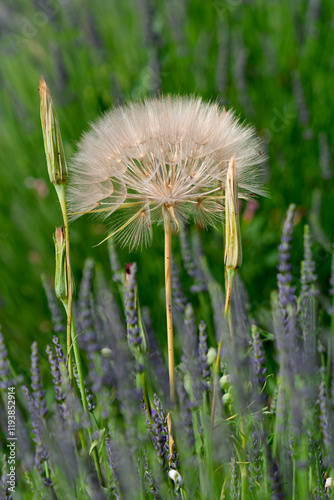 Fruchtstand Wiesen-Bocksbart (Tragopogon pratensis) photo