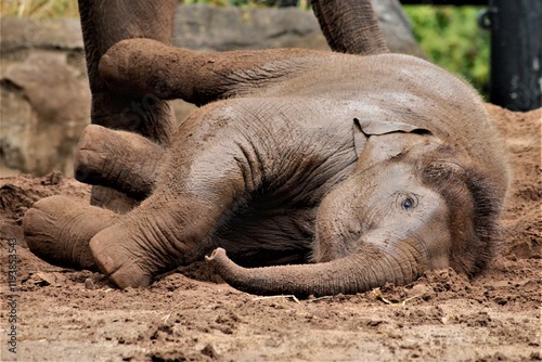 Asian elephant baby rolling in mud