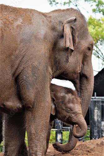 Mother and baby Asian elephant mud bath