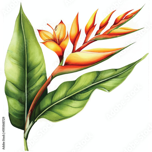 Watercolor Heliconia white background