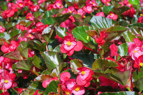 begonia flower in the garden