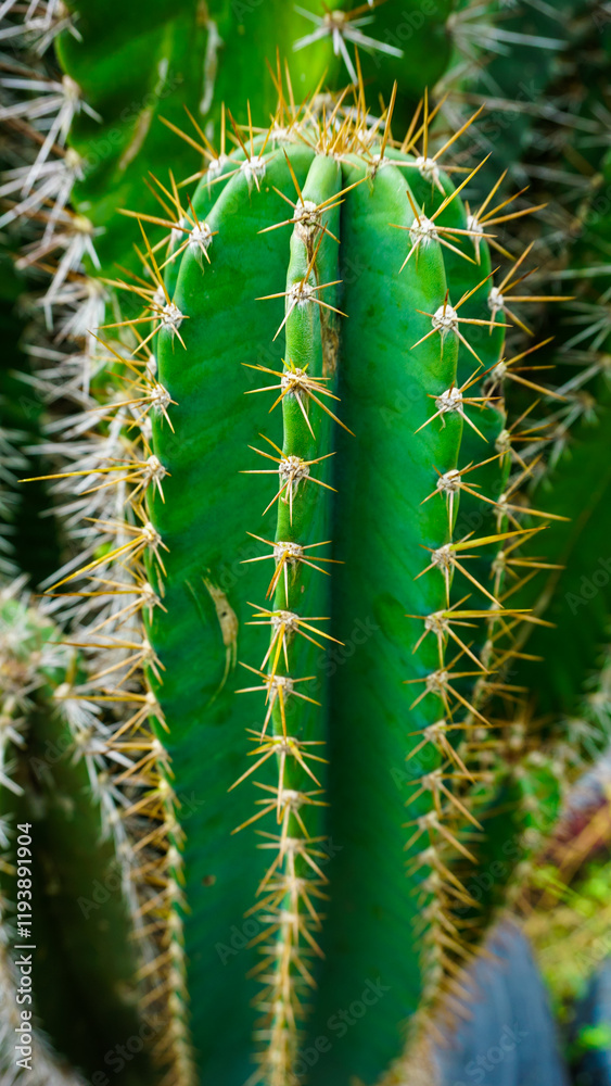 Close-Up of a Green Cactus With Spines in Natural Light Close-Up of a Green Cactus With Spines in Natural Light