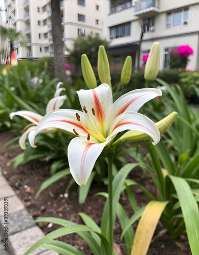 Photo of a Lilium orientalis,  Lilium Stargazer or Stargazer lily, a hybrid lily of the Oriental group growing in an urban garden close up view, vintage. isolated with white highlights