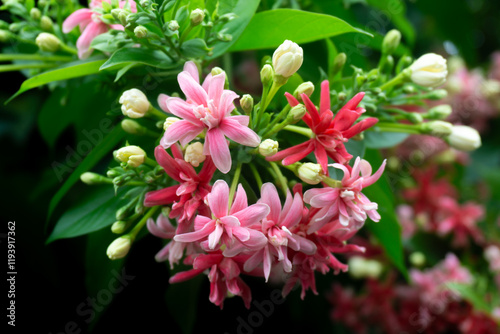 Beautiful combretum indicum flower blooming in garden photo