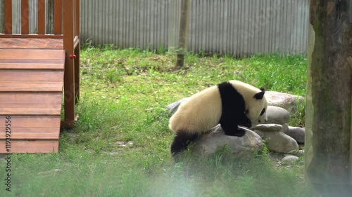 Cute giant panda enjoys playful splashes in the water at the wildlife sanctuary in broad daylight