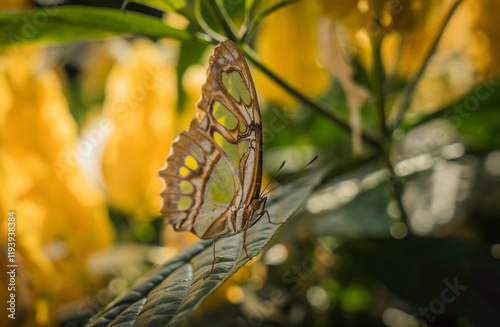 This image shows a side view of a Malachite (Siproeta stelenes) butterfly with it's wings closed as it sits on a plant.  photo