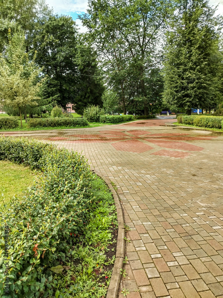 Obraz premium Semi-circular trimmed shrub in landscaping along lawn and tile sidewalk, summer park, vertical shot