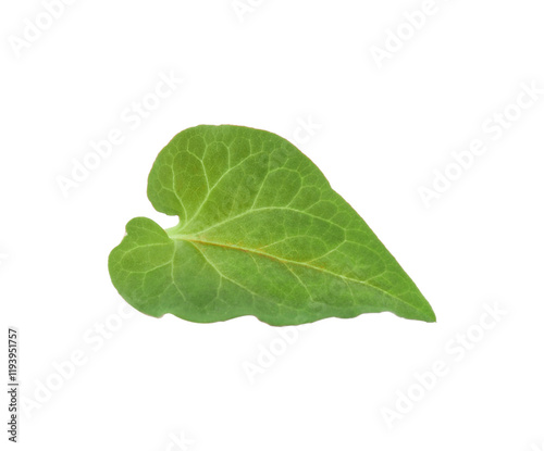 plukawow transparent png