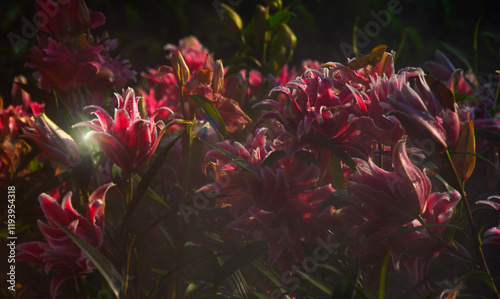 Low key of Stargazer lily flower garnden in the mist.