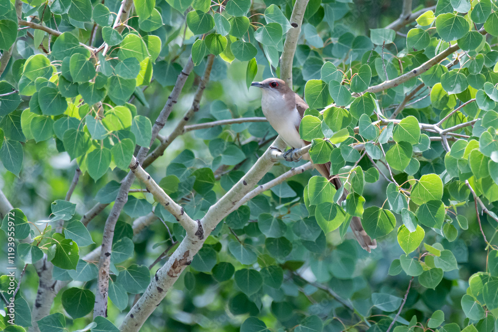 Obraz premium Black-billed cuckoo bird