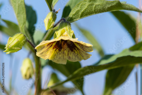 Clammy Groundcherry flower