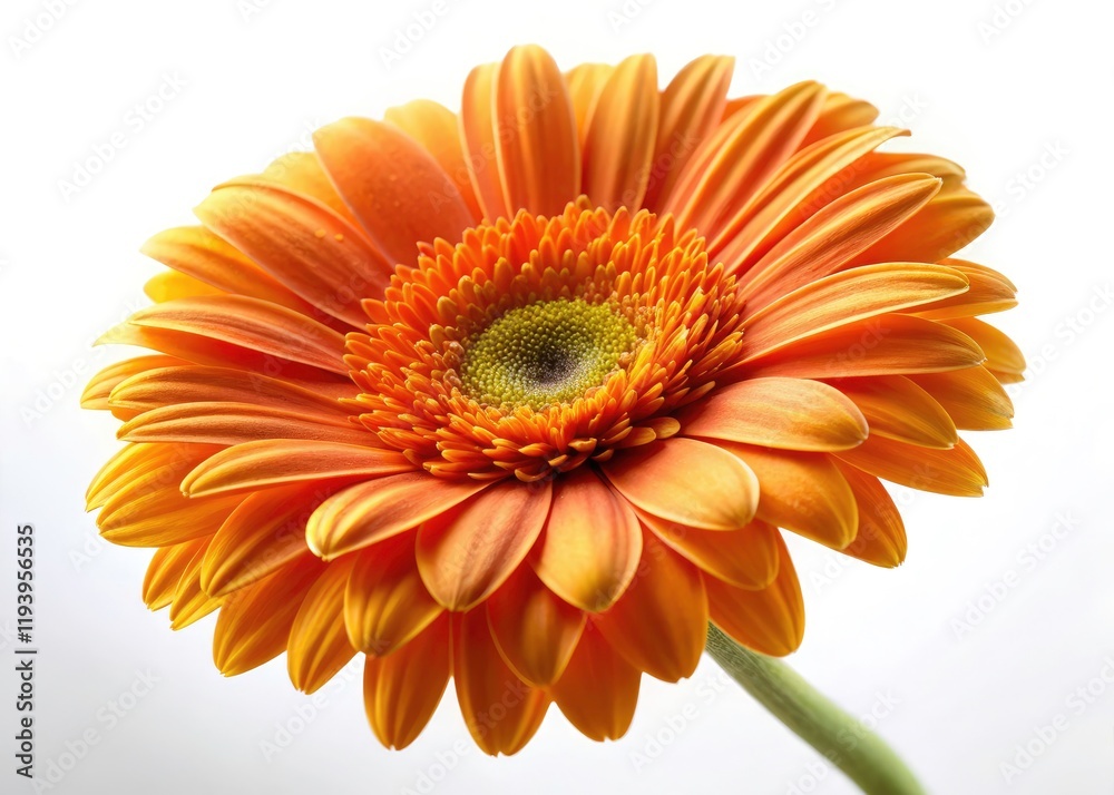 Lonely Orange Daisy, White Background, High Depth of Field Flower Photography, Isolated Single Bloom Lonely Orange Daisy, White Background, High Depth of Field Flower Photography, Isolated Single Bloom