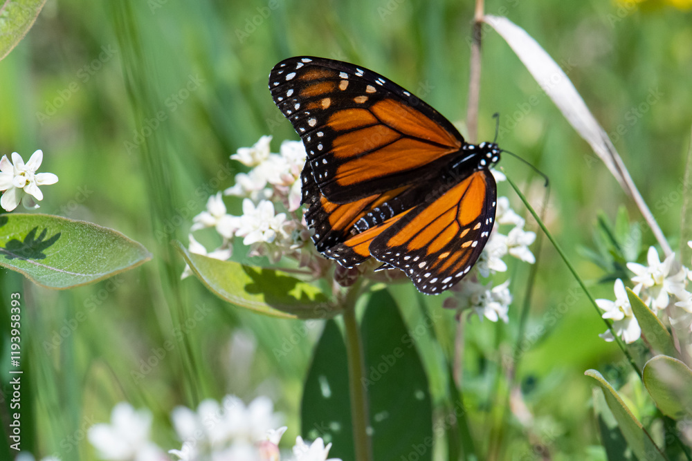 Fototapeta premium Monarch butterfly top side 