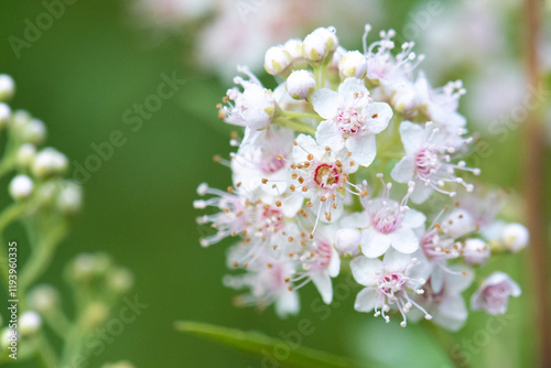 White meadowsweet flowers photo