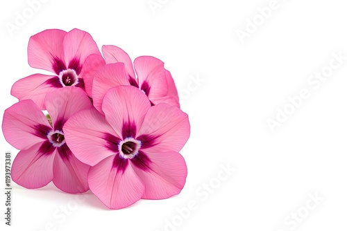 Cluster of Pink and Purple Petunia Flowers on White Background, Vibrant Floral Arrangement Close-Up, Delicate Blooms with Textured Petals, Beautiful Botanical Design and Elegant Nature Art