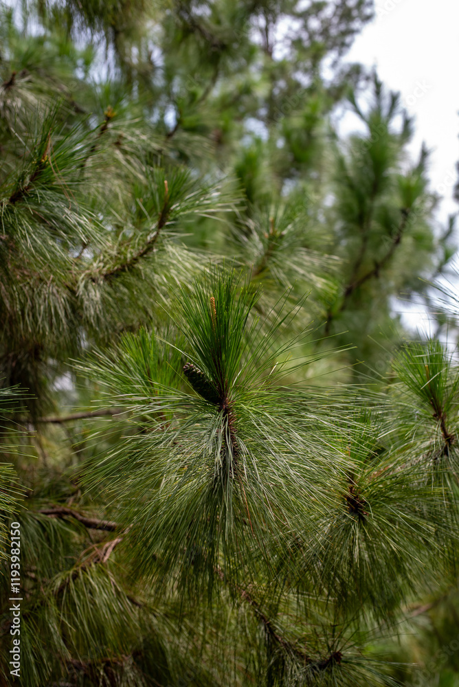 Close-up of lush pine tree branches with detailed green needles, showcasing the vibrancy of natural forestry Close-up of lush pine tree branches with detailed green needles, showcasing the vibrancy of natural forestry