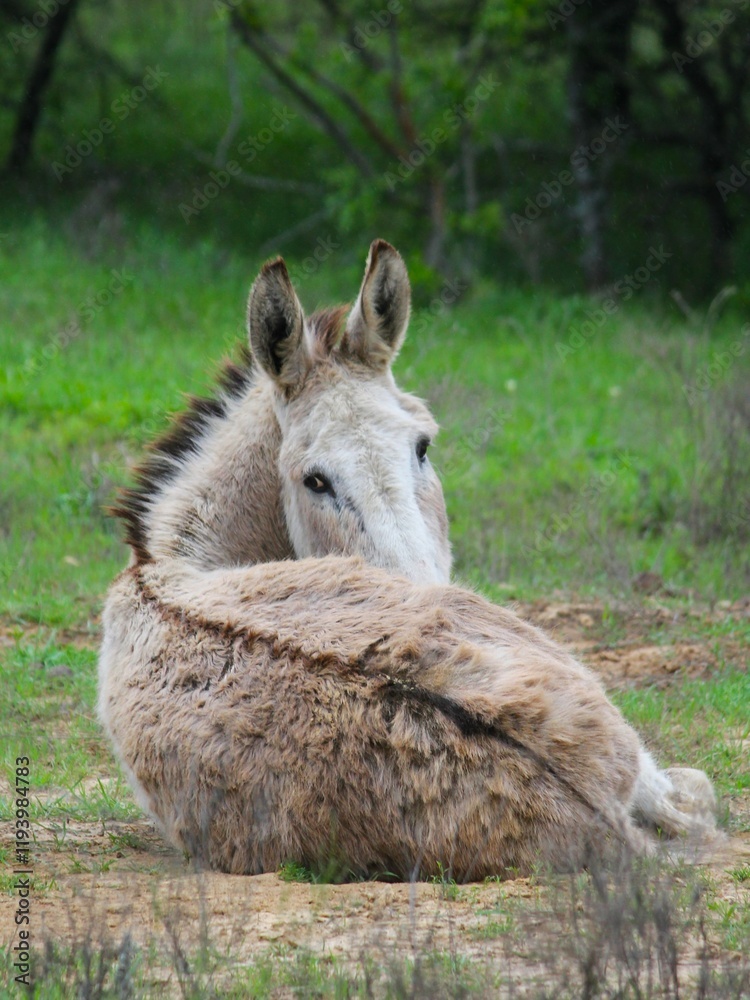 Donkey laying down in a field