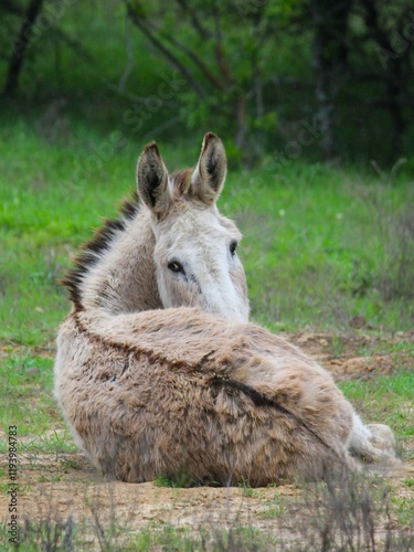 Donkey laying down in a field