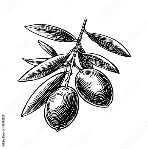 olive fruit engraving black and white outline