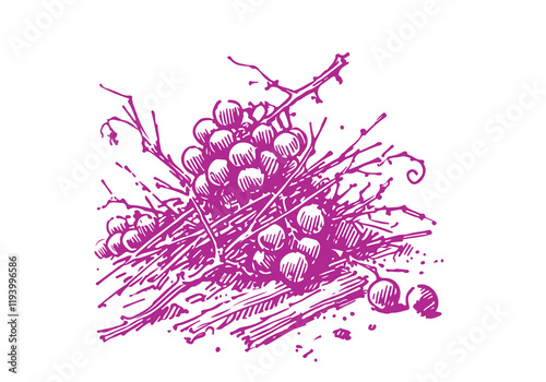 Grape Leftover Waste Hand Drawn Sketch Illustration Vector Isolated