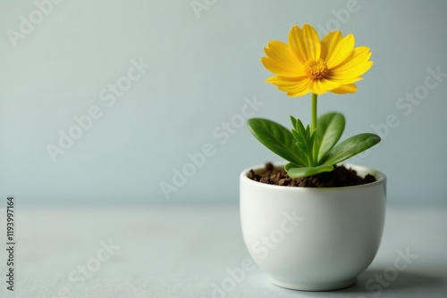 A single yellow Bidens flower growing out of a small white porcelain pot, details, porcelain, plant
