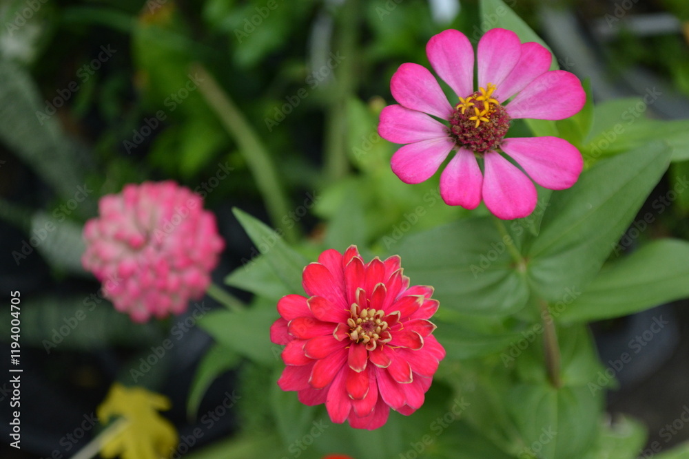 Beautiful red flower