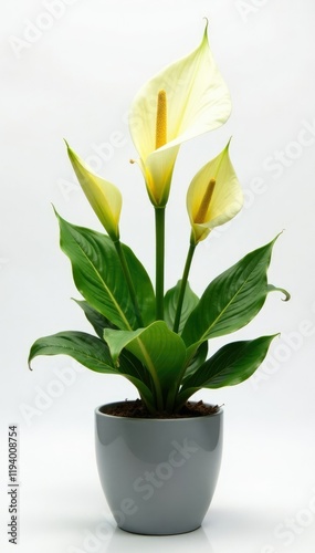 Peace lily with yellow and droopy leaves in a gray pot, isolated, white background