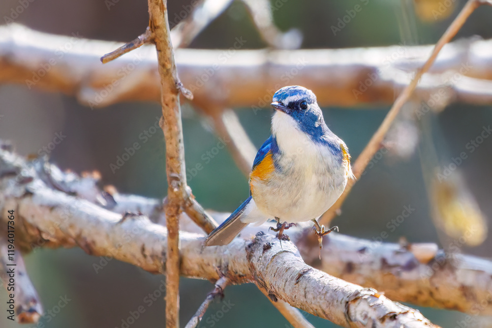 Fototapeta premium 幸せの青い鳥、可愛いルリビタキ（ヒタキ科） 英名学名：Red-flanked Bluetail (Tarsiger cyanurus) 埼玉県北本市、北本自然観察公園 2025 