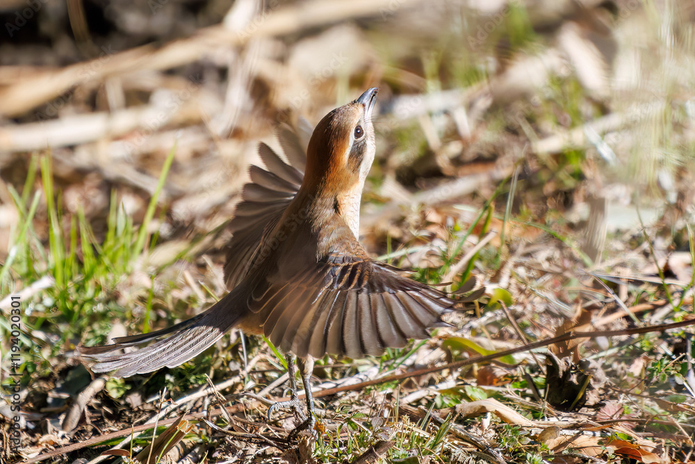 飛翔する美しいモズ(モズ科)
英名学名:Bull-headed shrike (Lanius bucephalus)
埼玉県北本市、北本自然観察公園 2025
飛翔する美しいモズ(モズ科)
英名学名:Bull-headed shrike (Lanius bucephalus)
埼玉県北本市、北本自然観察公園 2025