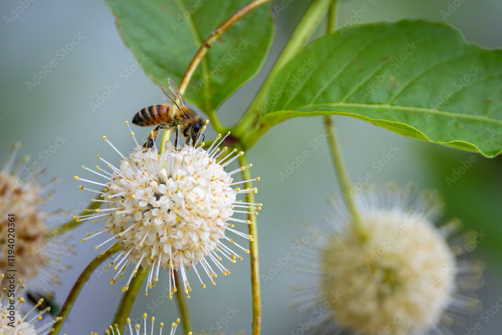 Fototapeta premium bee on flower