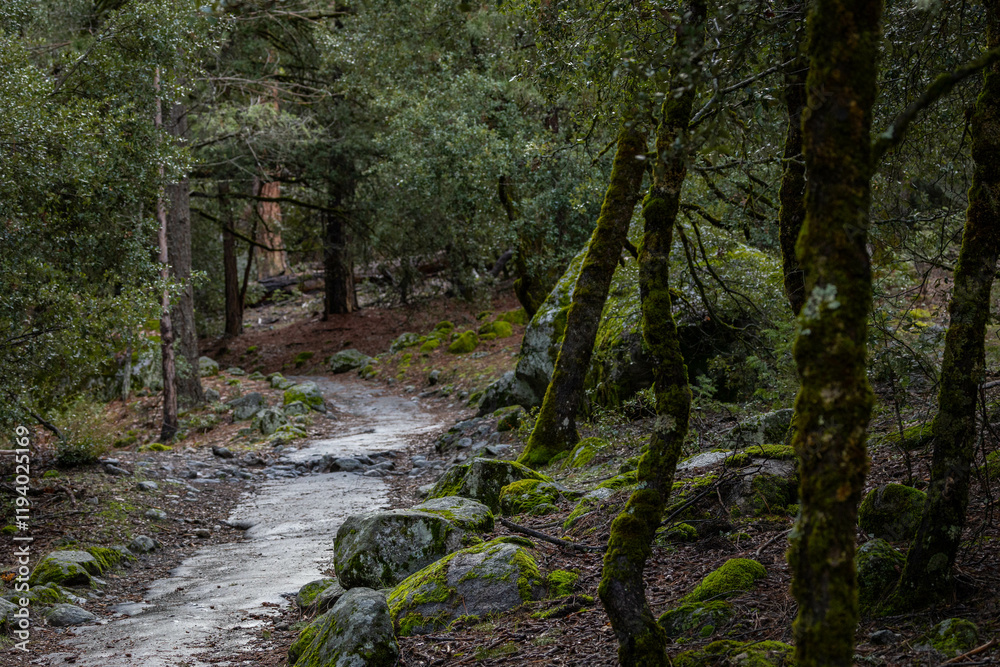 Naklejka premium path in the woods