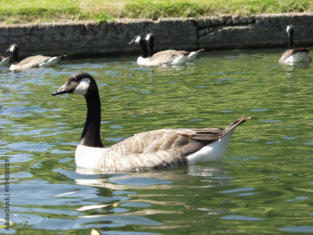 Fototapeta premium Wild Canada Goose Close Up Swimming In Water