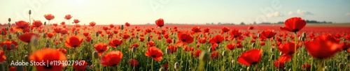 Opium poppy field with tall red flowers swaying in the wind, opium poppy, landscape, swaying