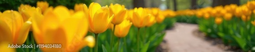 Sunny yellow tulips in a flowerbed alongside a winding path, orange, bloom