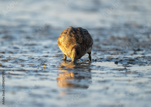 A Eurasian wigeon foraging in the mud. Shot from the front. photo