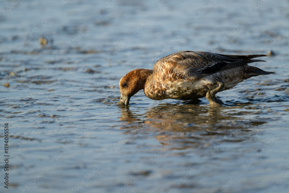 Fototapeta premium A Eurasian wigeon foraging in the mud. Shot from side.