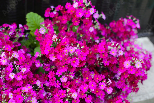 Primula Malacoides, Pink flowers in japan park photo