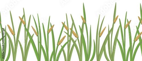 seamless pattern with muskrat root, Acorus calamus, vector drawing wild plants at white background, floral border, hand drawn botanical illustration