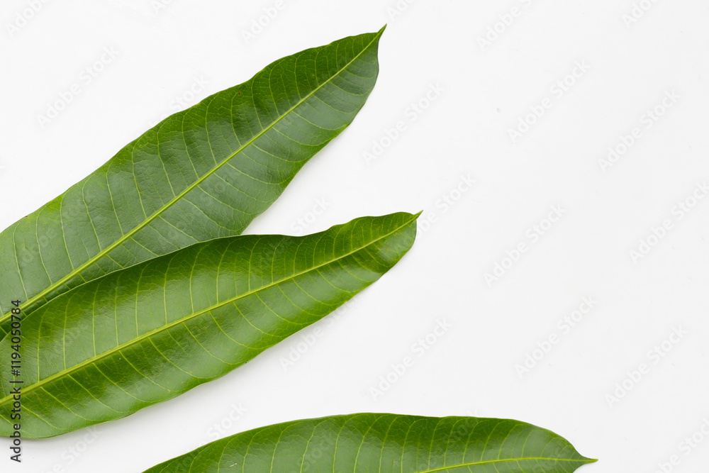 Obraz premium Mango leaves on white background.