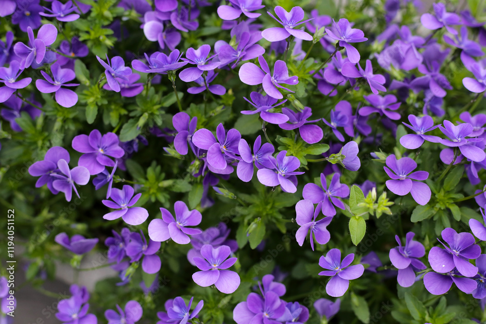Obraz premium Beautiful pansy flowers in the garden