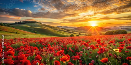 Panoramic Dawn Poppy Field - Red Flower Landscape Photography photo