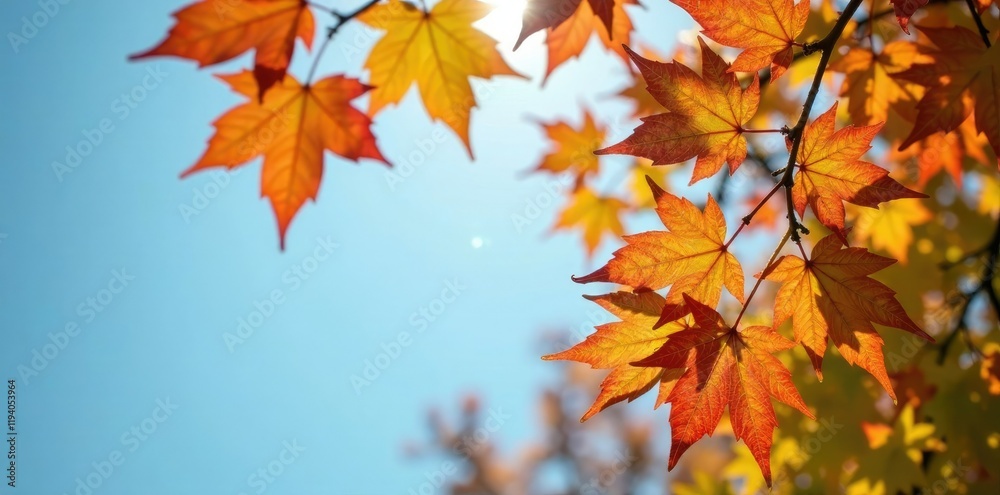 Soft focus of plane tree branches with colorful leaves against a clear blue sky, colorful, nature Soft focus of plane tree branches with colorful leaves against a clear blue sky, colorful, nature